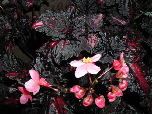 B. ‘Aurora’